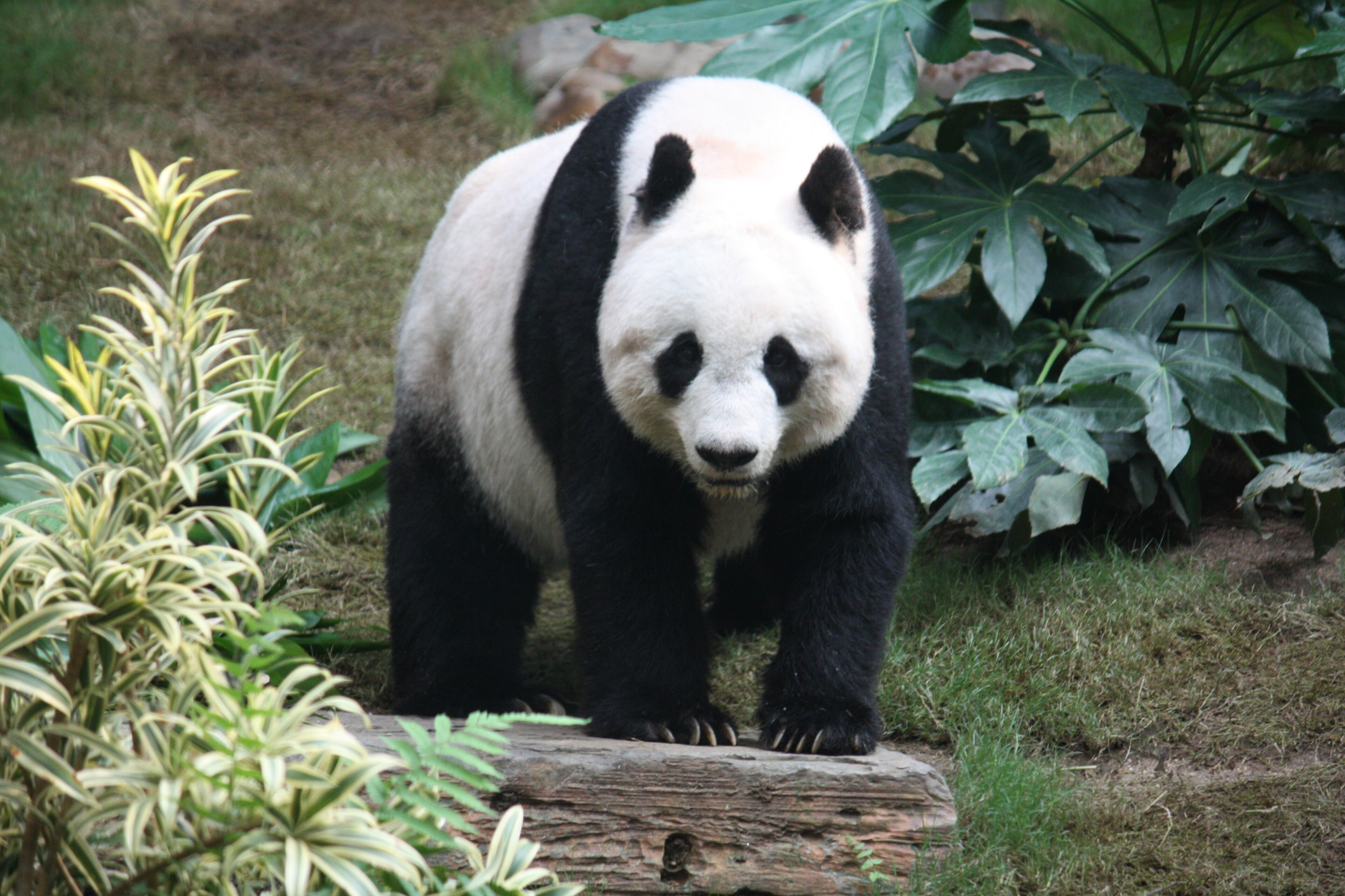 Chengdu destination photograph
