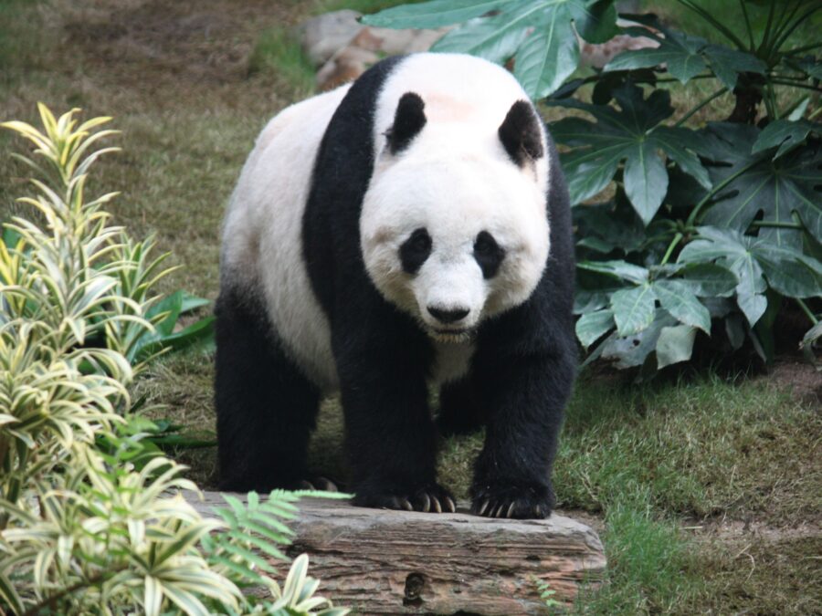 A Taste of Sichuan